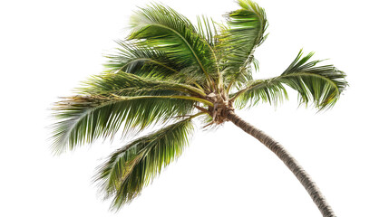 Wall Mural - coconut tree in wind, fronds flowing sideways transparent background, png