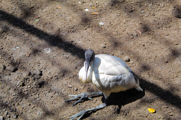 a white bird with a black head is resting on dry soil under sunlight.