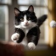 © Thares2020 - Playful tuxedo cat jumping to catch toy