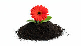 Red gerbera with soil, growth, and white.