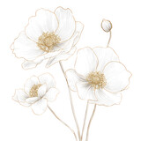 White anemone flower illustration with delicate gold line details and soft petals, creating elegant and vintage floral design perfect for decorative art and print projects