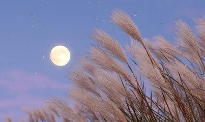 Wall Mural - a full moon glowing brightly in the night sky, gently illuminating tall pampas grass (susuki) swayin