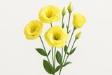 Group of bright yellow eustoma flowers on a white background