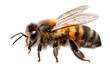 © Sumon Creative - Bee isolated on a transparent background