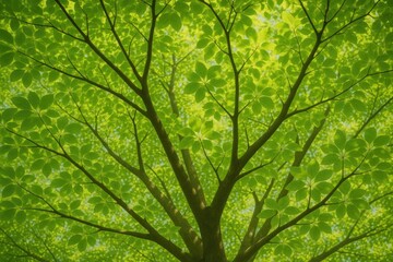 Wall Mural - A lush canopy of green leaves and sprawling branches viewed from beneath in an outdoor setting