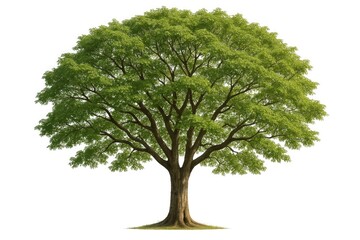 Wall Mural - large solitary tree against a plain white backdrop