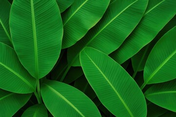 Wall Mural - using banana leaves as design elements