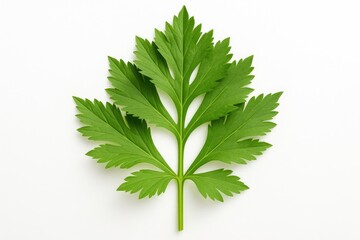 Wall Mural - tropical leaf of artemisia lactiflora resembling celery, isolated on a white backdrop