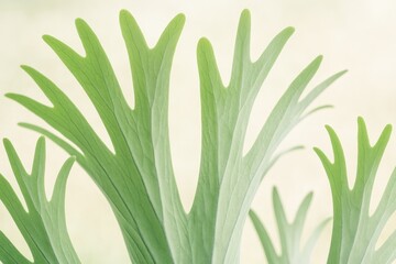 Wall Mural - detailed view of the fern's foliage against a gentle backdrop