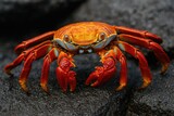 Vivid crimson crab illustration