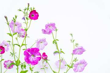 Wall Mural - Beautiful plants. Delicate natural floral background. Multicolored petunia flowers.