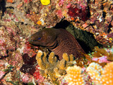 eel