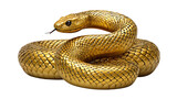 Majestic golden serpent coiled intricately with gleaming scales and forked tongue isolated on transparent background