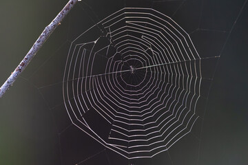 Tela de araña.