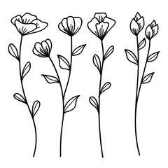 Wall Mural - Botanical flowers blossom line art drawing collection.Vector illustration