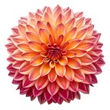 Beautiful orange and pink dahlia flower with delicate petals isolated on white