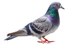 A gray pigeon bird isolated on transparent background