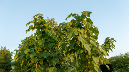 vibrant leaves of the paulownia tree against a clear sky, captured in sunlight. the lush greenery sh