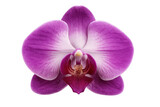 Close-up of a vibrant purple orchid blossom showcasing intricate details, set against a transparent background