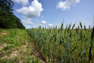 Wall Mural - spikelets. Fresh green young unripe juicy spikelets of wheat on a blurred green field. Oats, rye, barley. harvest in spring or summer, closeup of a field. agricultural field, agriculture, farmland