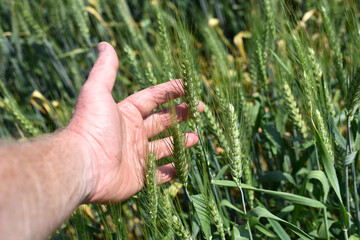 Wall Mural - farmer's hand holding spikelets, close-up. Fresh green young unripe juicy spikelets of wheat. Oats, rye, barley. harvest in spring or summer. agricultural field, agriculture, farmland, business