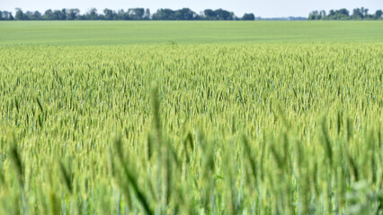 Wall Mural - spikelets. Fresh green young unripe juicy spikelets of wheat on a blurred green field. Oats, rye, barley. harvest in spring or summer, closeup of a field. agricultural field, agriculture, farmland