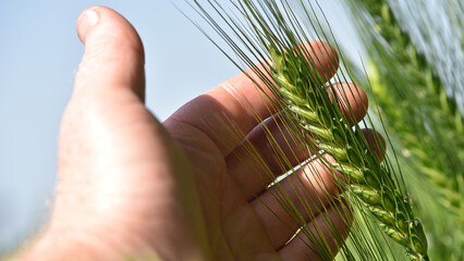 Wall Mural - farmer's hand holding spikelets, close-up. Fresh green young unripe juicy spikelets of wheat. Oats, rye, barley. harvest in spring or summer. agricultural field, agriculture, farmland, business