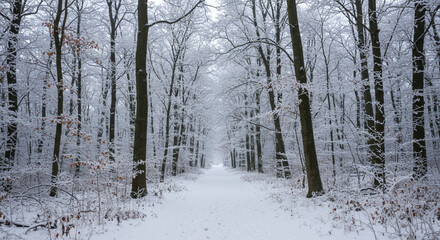  forest in winter