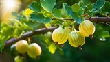 the gooseberry on the tree it is a citrus fruit
