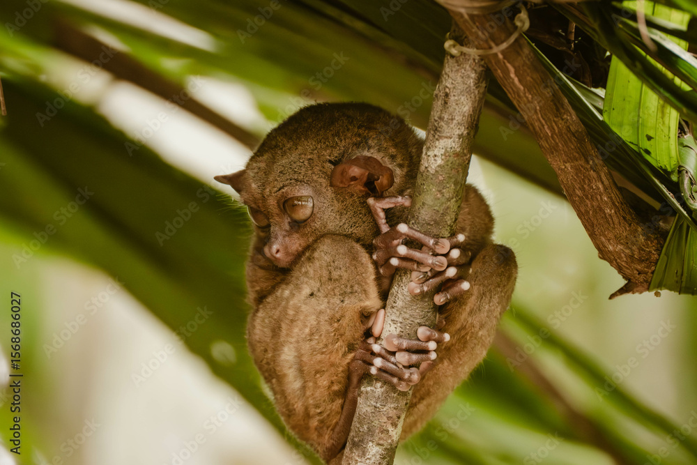 Стокове фото A very cute tarsier animal holding a branch and is covered ...