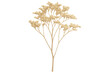 © Michael - Delicate dried flower branch isolated, showcasing intricate botanical details against transparent background for versatile graphic design use