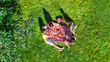© Iuliia Sokolovska - Happy family with children having picnic in park, parents with kids sitting on garden grass and eating healthy meals outdoors, aerial drone view from above, family vacation and weekend concept