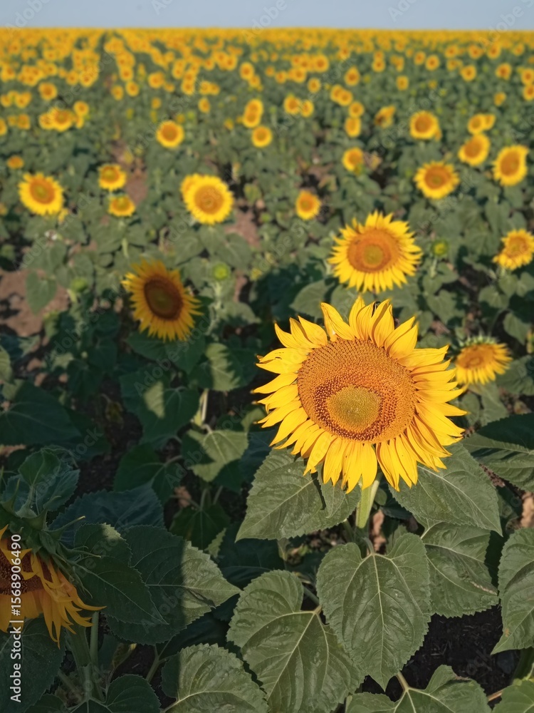 sunflower is grown and used in many areas and the oil is used in sunflower is grown and used in many areas and the oil is used in