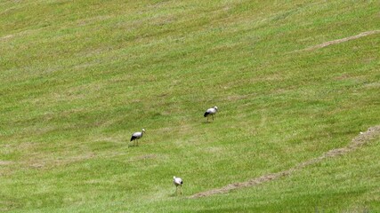 Wall Mural - Three white storks searching for food in a sloped green meadow on a warm sunny day.