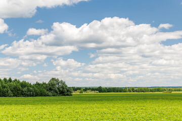 Wall Mural - wide green field under a sunny sky with scattered white clouds