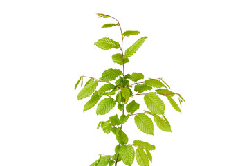 small little linden tree isolated on white or transparent png