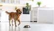 © Saravuth - Playful golden retriever in modern kitchen pet lifestyle bright environment joyful scene
