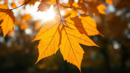 Wall Mural - bright sunlight filtering through a golden leaf in autumn, creating a warm and vibrant atmosphere