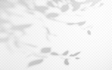 Wall Mural - abstract shadow overlay from tree branch on a transparent background.