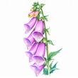 © Fomo Creative - Purple Foxglove Flower Botanical Watercolor Painting