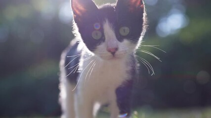 Wall Mural - shy kitten approaches camera at sunset