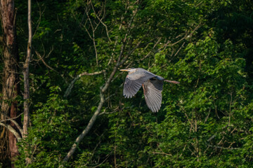 Wall Mural - great blue heron