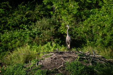 Wall Mural - great blue heron