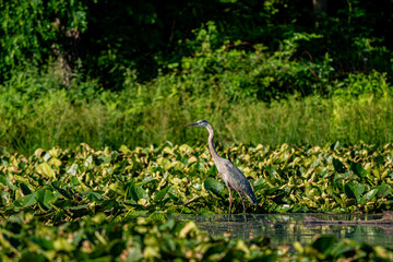 Wall Mural - great blue heron