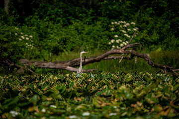 Wall Mural - great blue heron