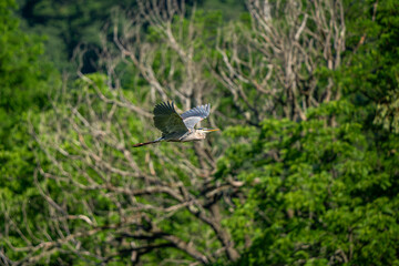 Wall Mural - great blue heron