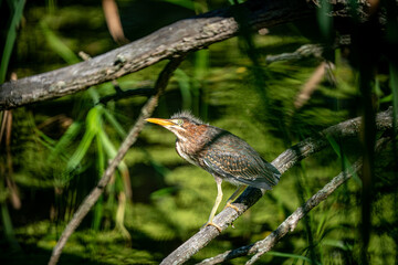 Wall Mural - green heron on a branch