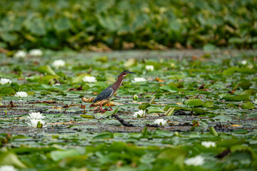 Wall Mural - green heron on a branch