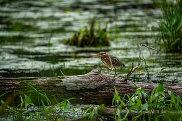 Wall Mural - green heron on a branch