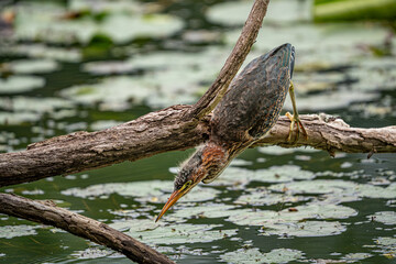 Wall Mural - green heron on a branch